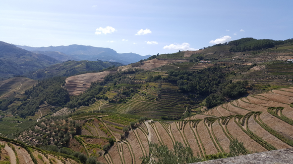 vignedrouro
